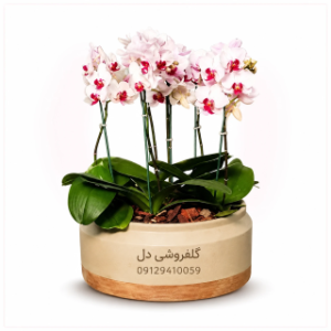 گلدان ارکیده صورتی مناسب هدیه